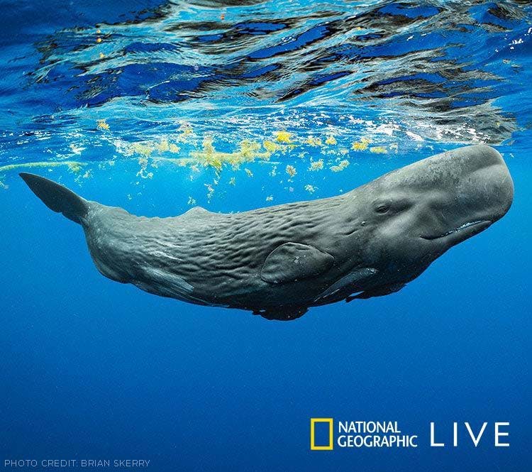 Secrets of the Whales with Brian Skerry